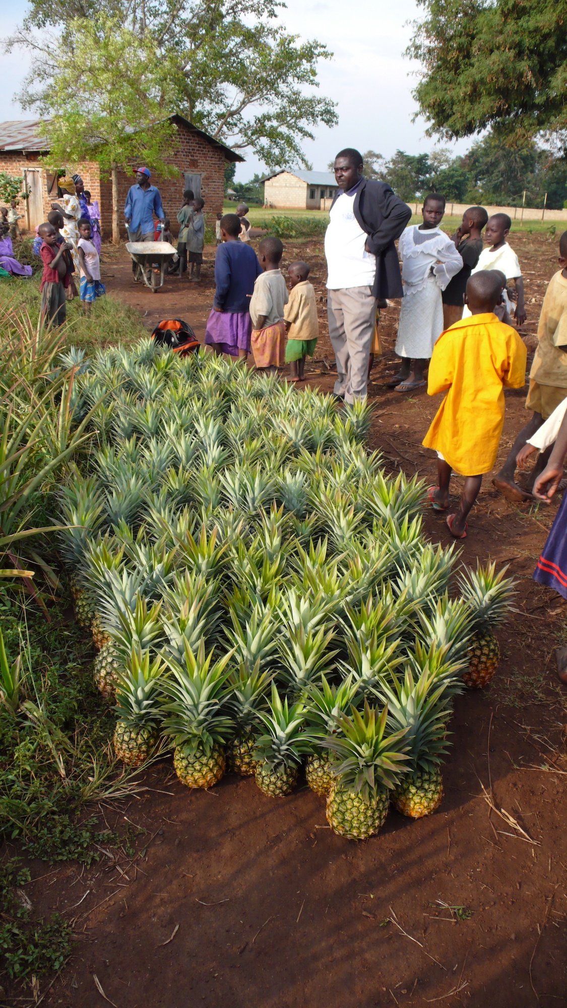 Group of people in front of harvested pineapples