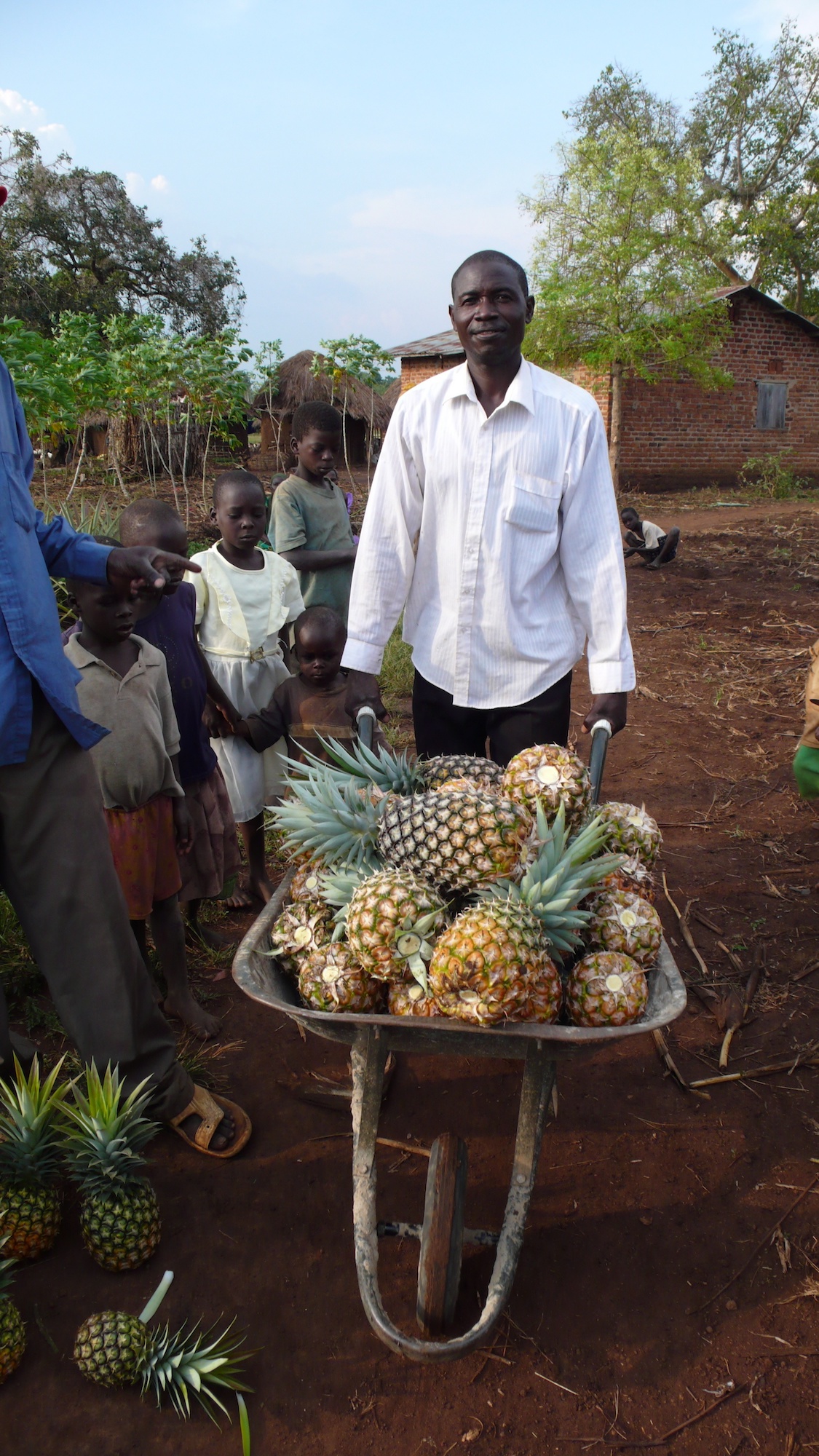 Man with wheelbarrow full of pineapples