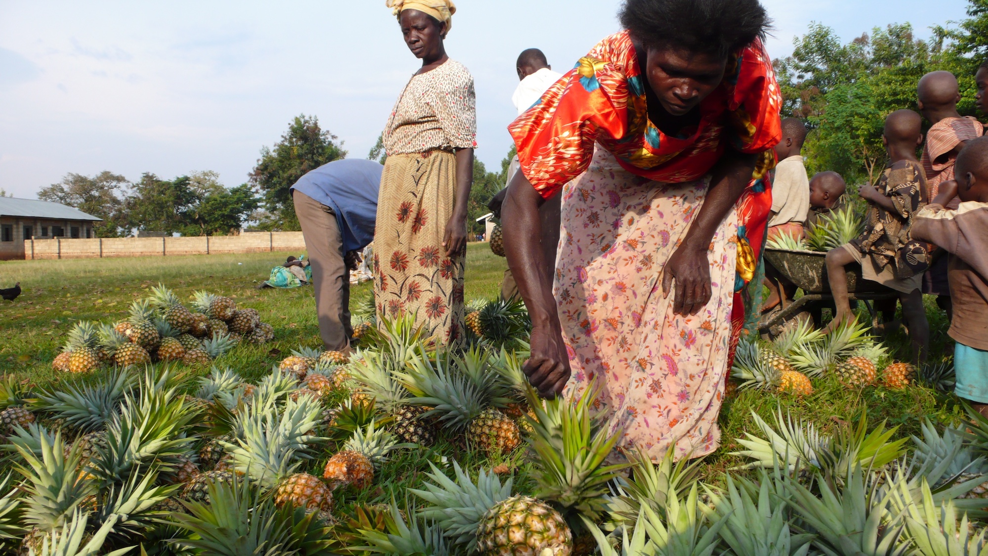 People standing amid piles of pineapples