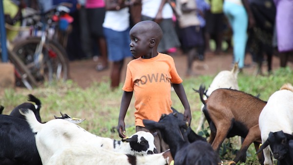 Young child surrounded by goats