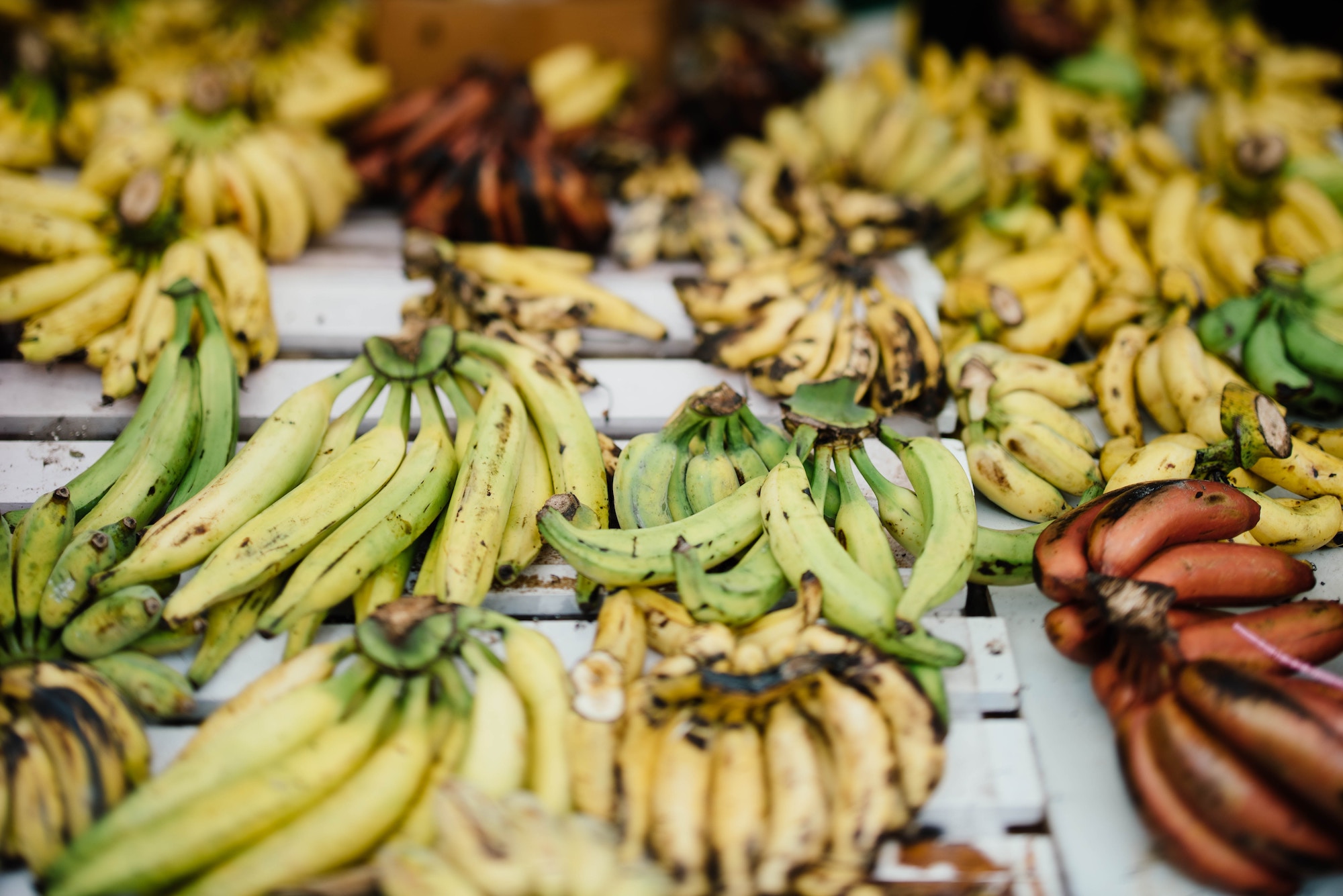 A variety of plantain fruit
