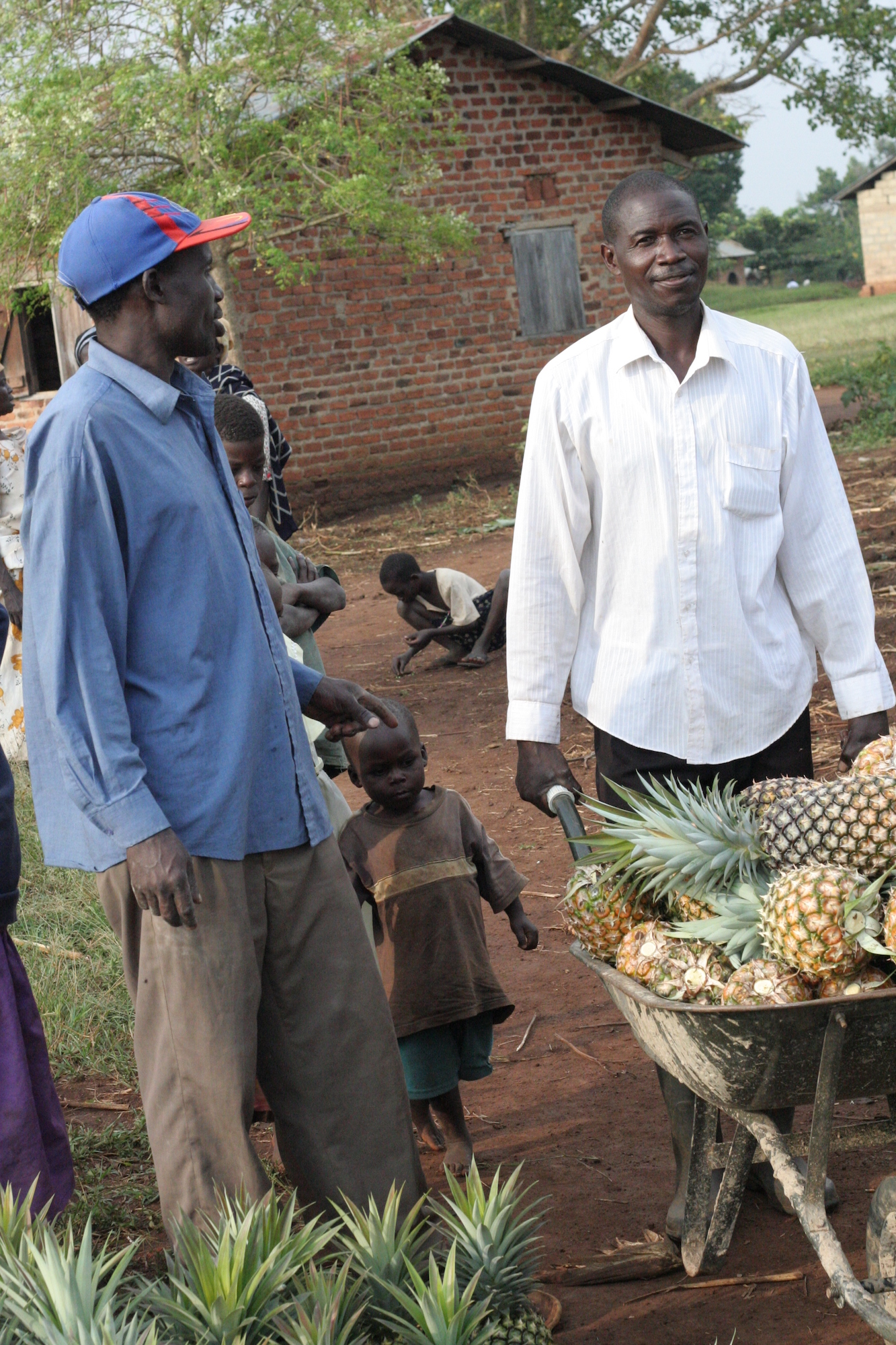 Two men, one with wheelbarrow full of pineapples