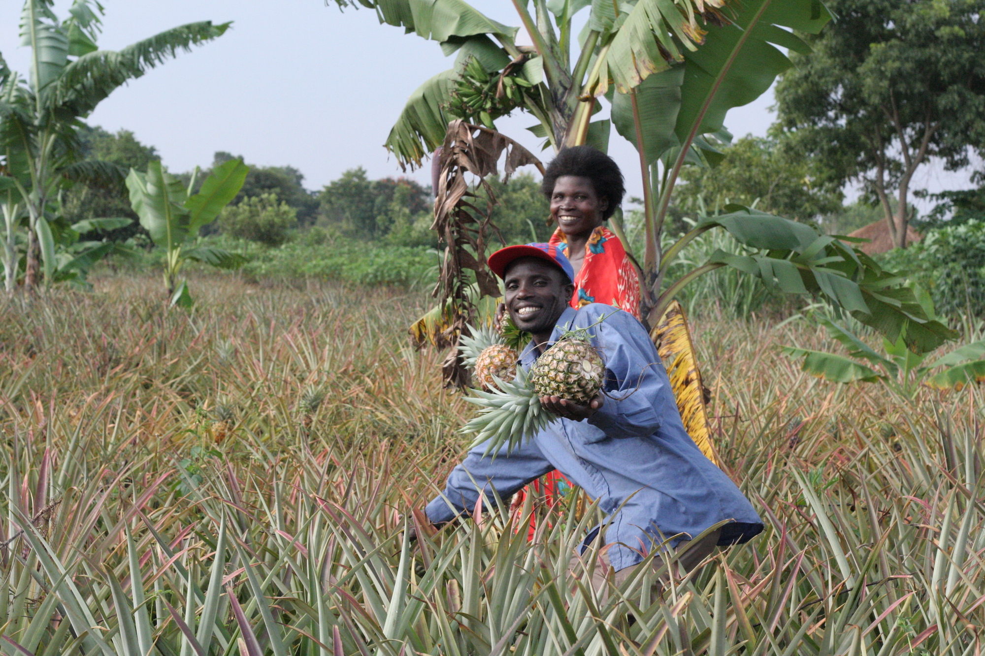 Man & woman harvesting pineapple
