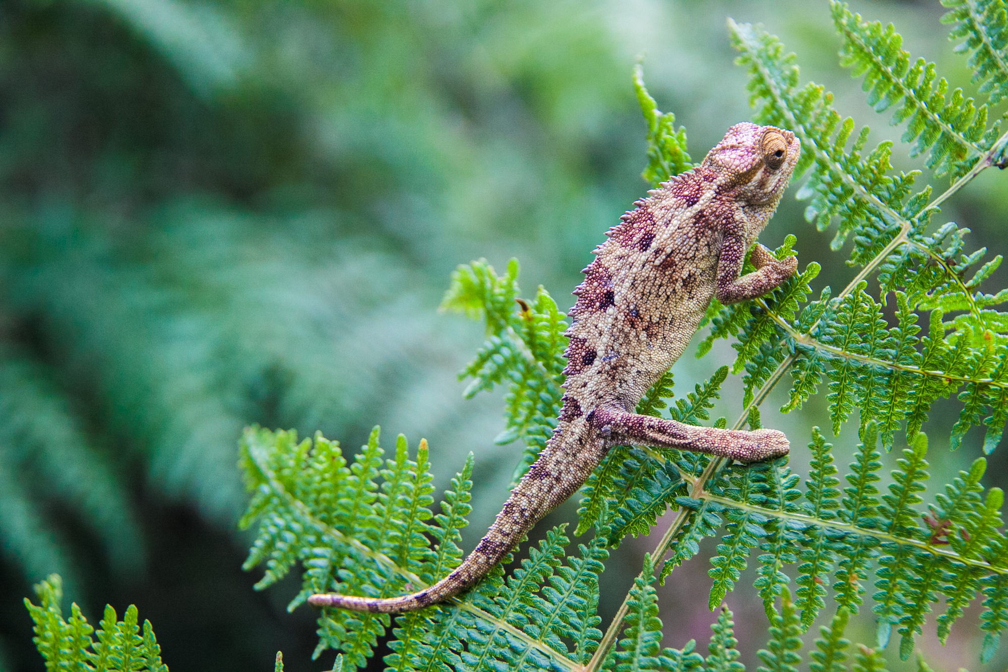 Brown chameleon on a branch