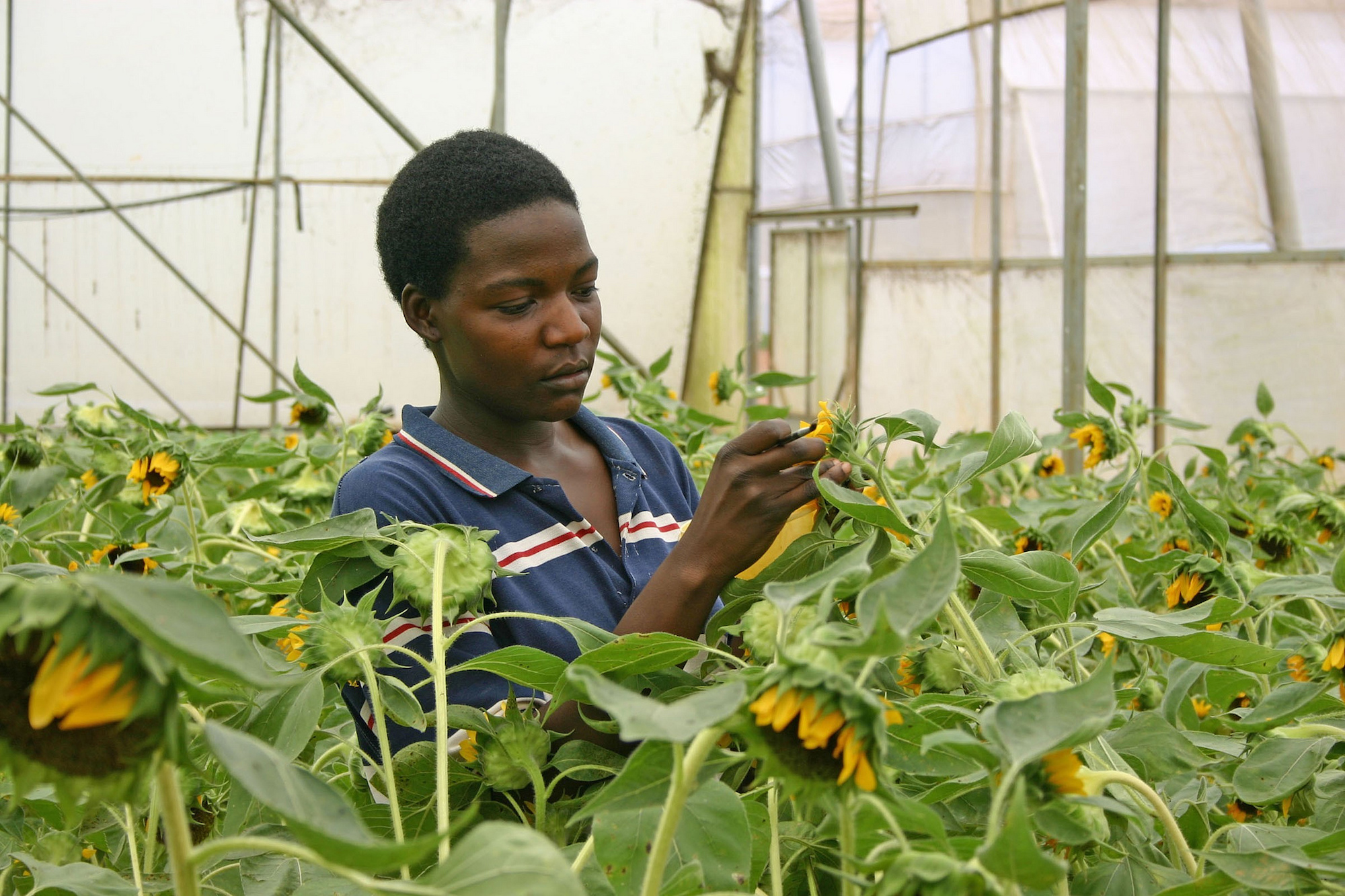 Woman in a greenhouse, inspecting a sunflower