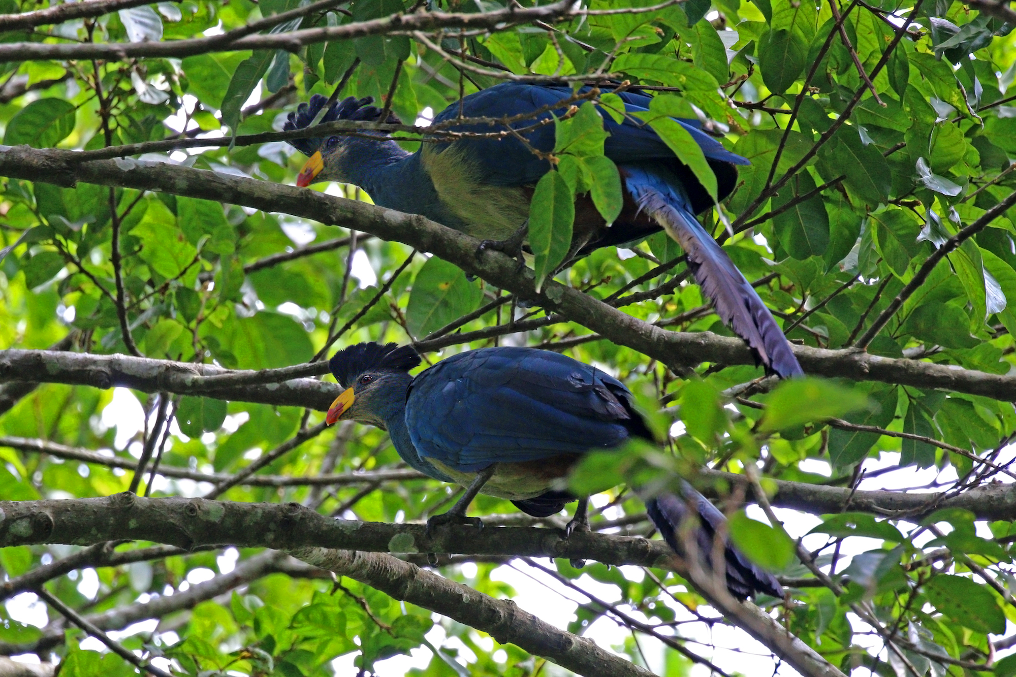 Two blue birds in a tree