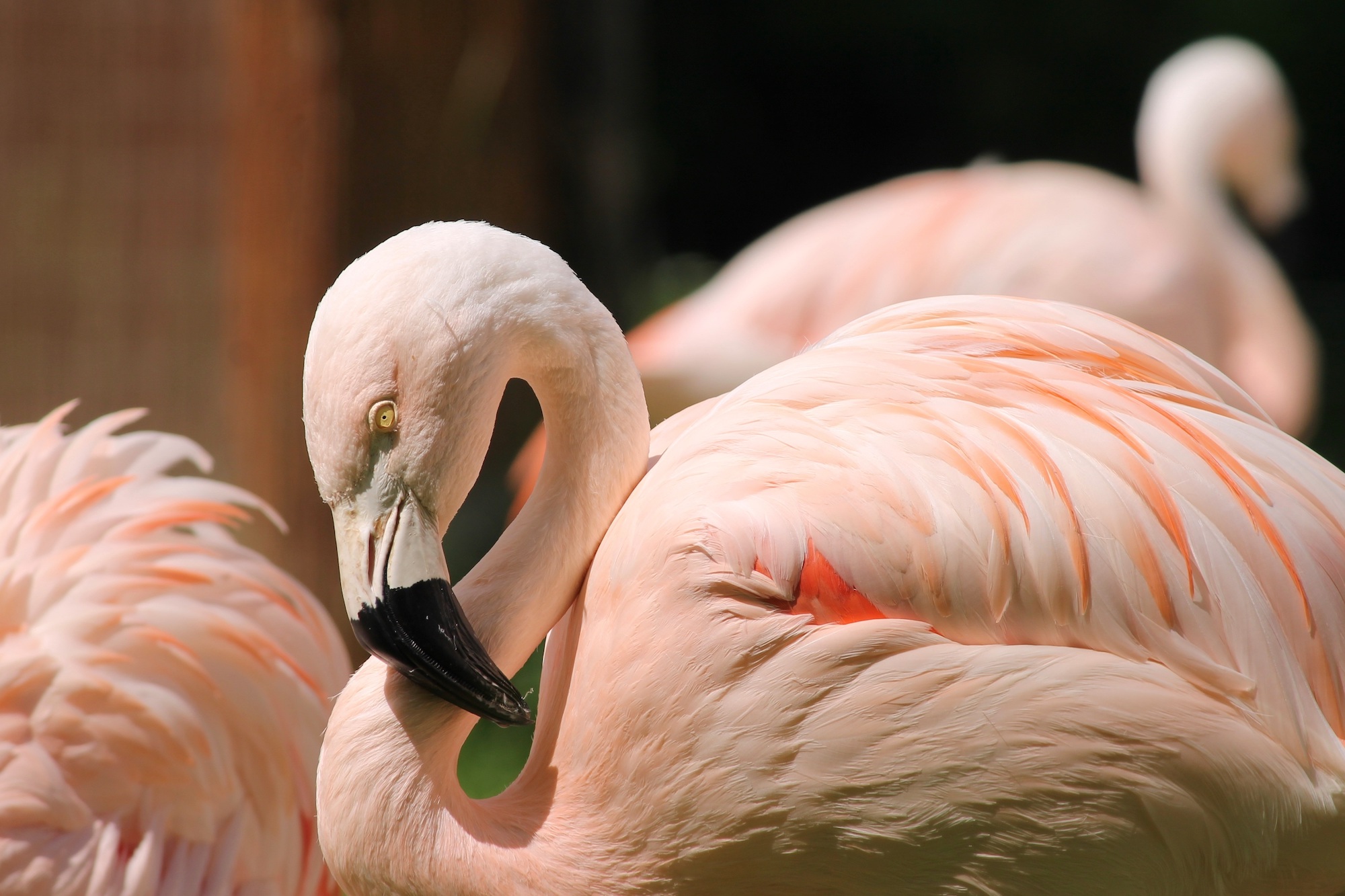 Close up of a flamingo from the side