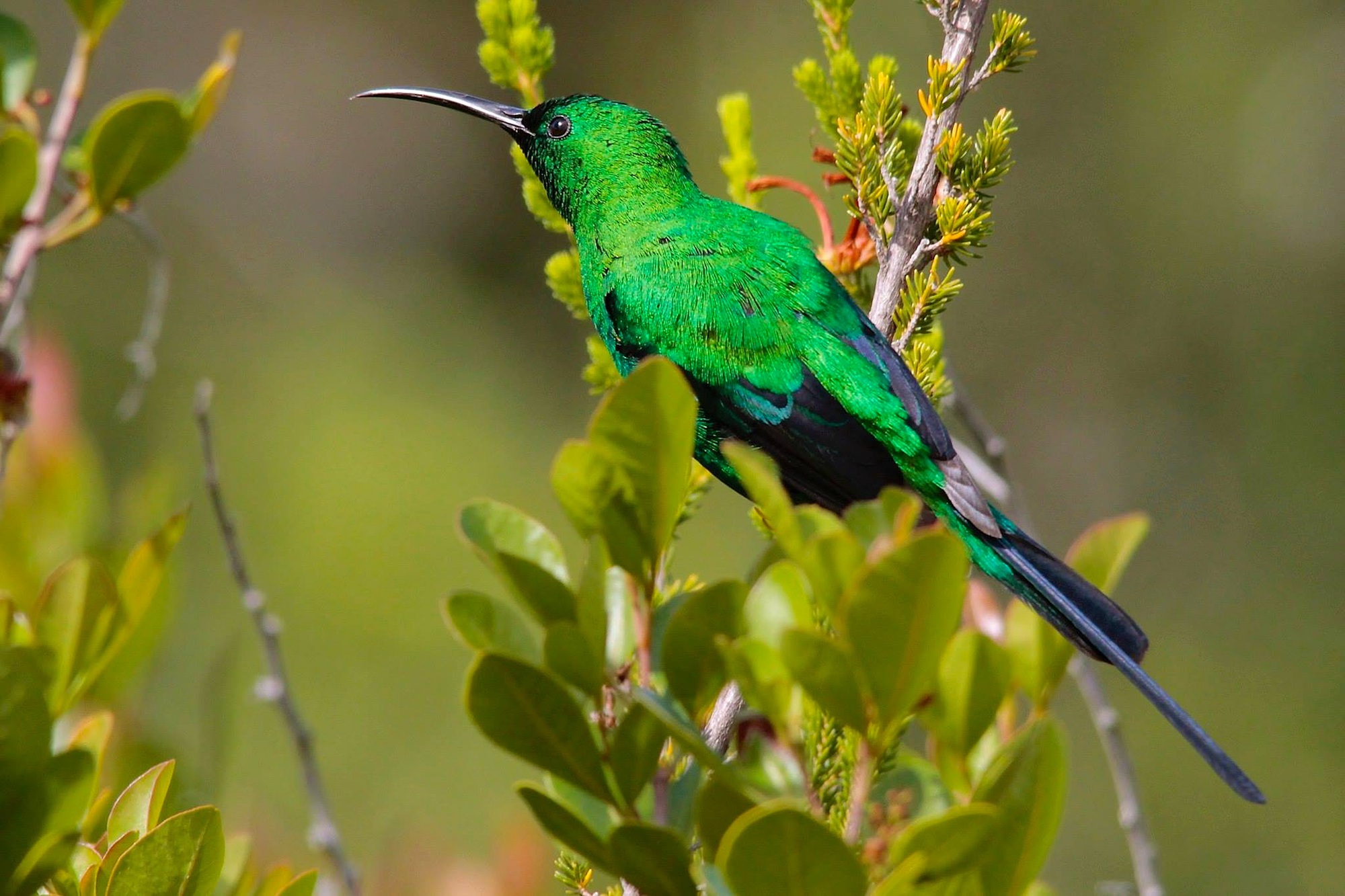 Bright green bird on a green bush