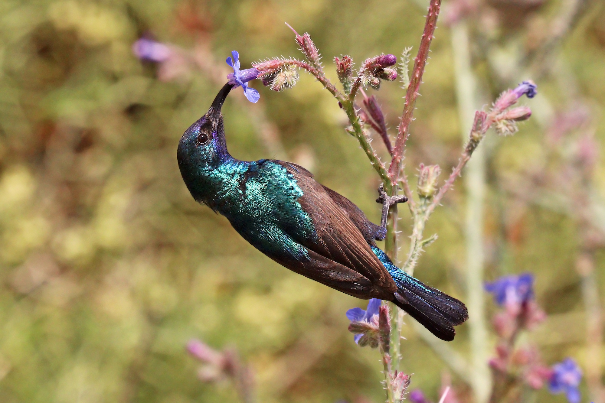 Blue & brown bird eating nectar from a flower