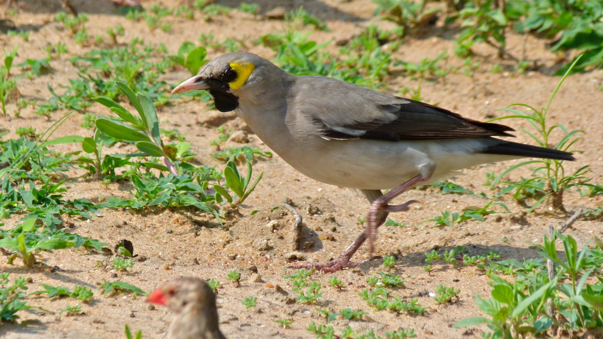 Close up of grey, black & yellow bird in the grass