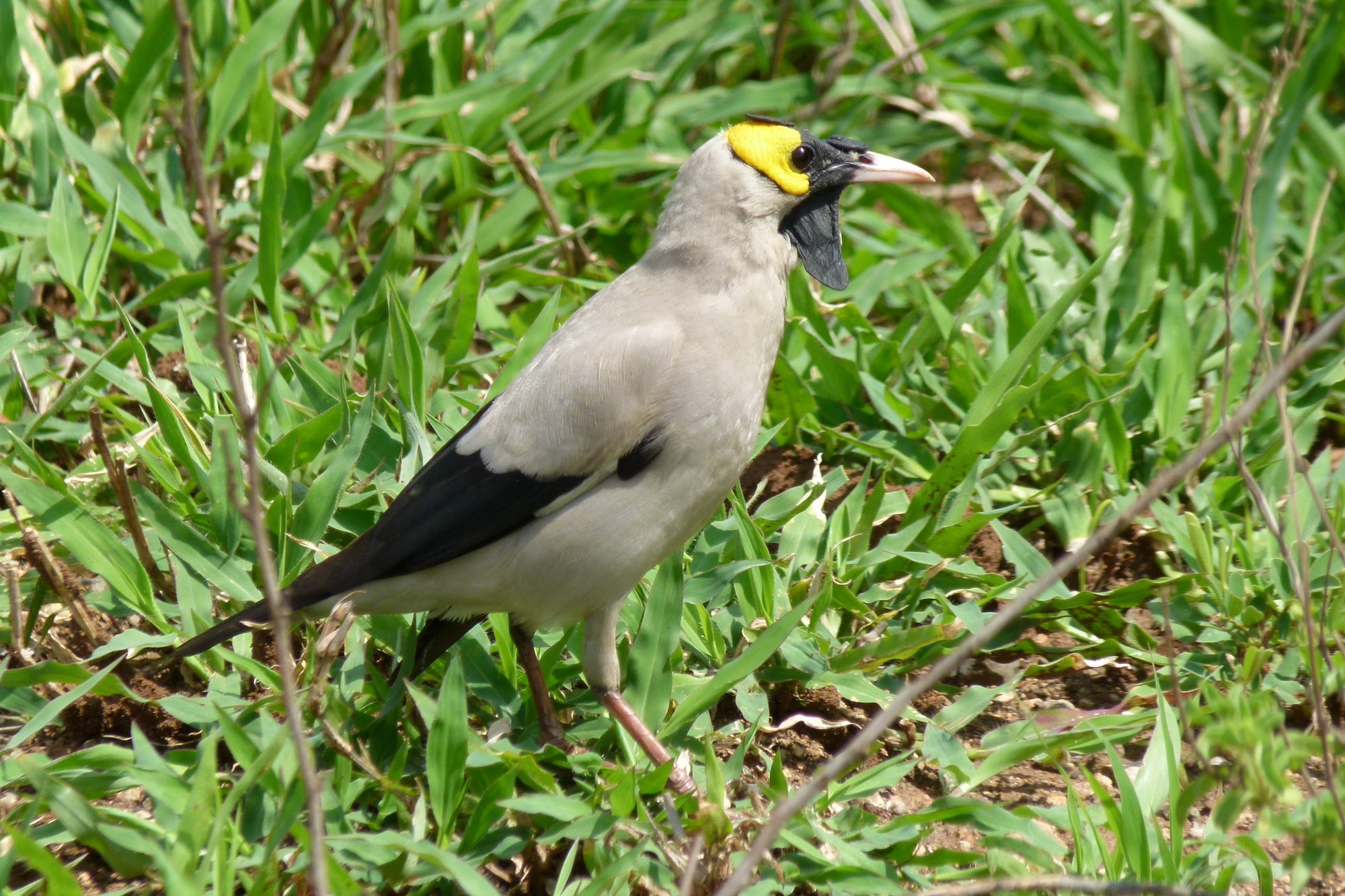 Close up of grey, black & yellow bird in a tree