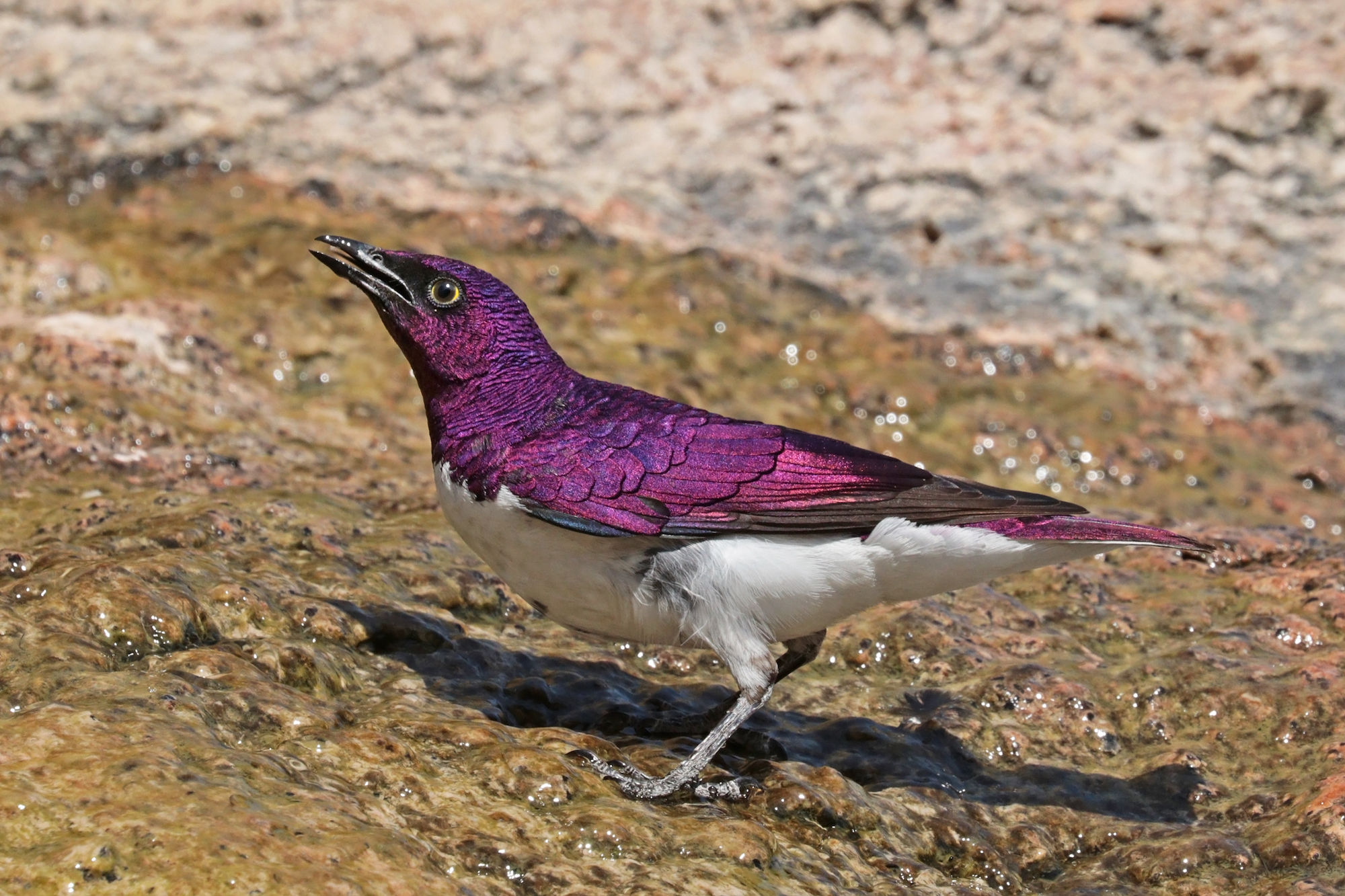 Close up of a purple bird