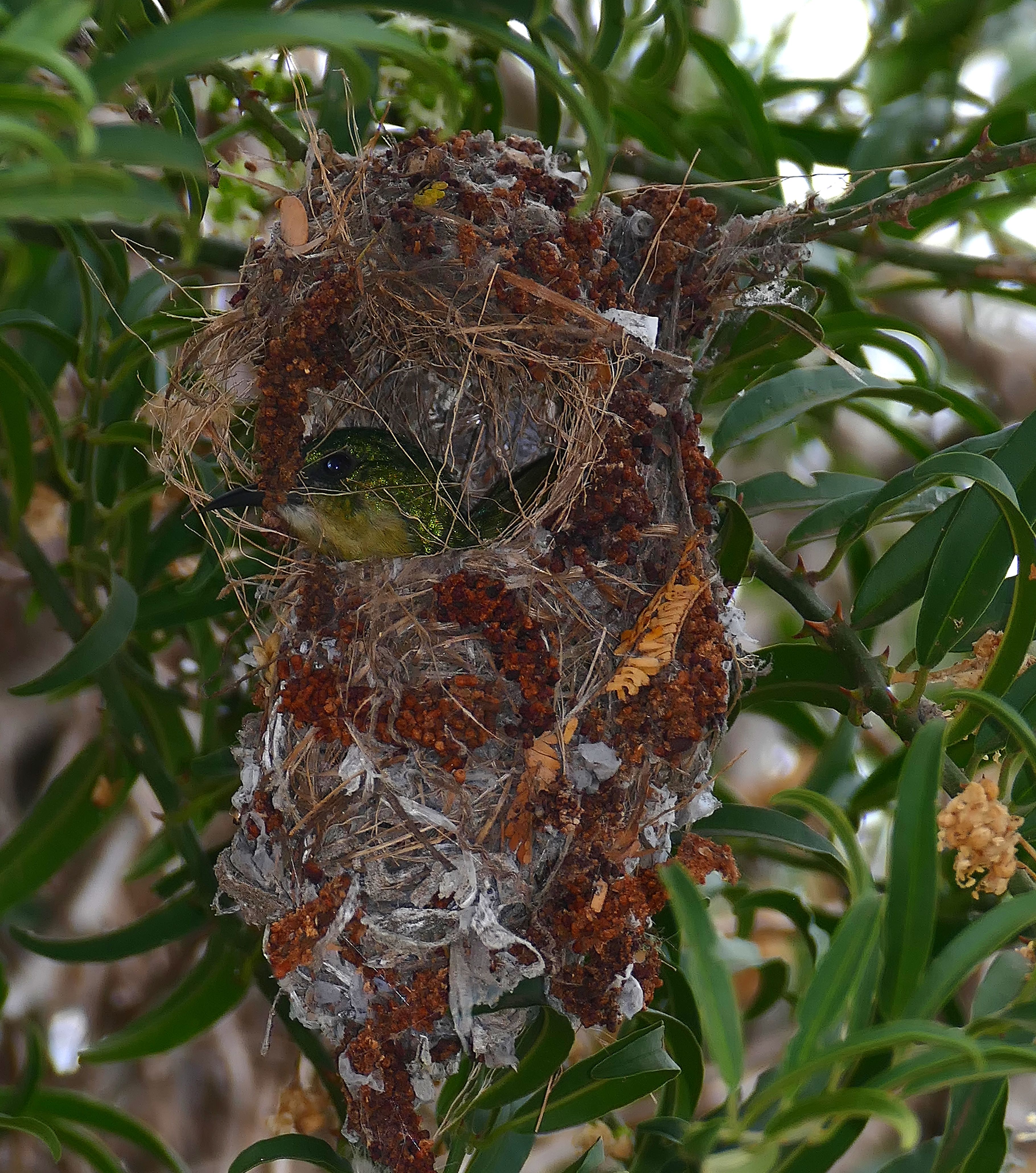 Bird inside a deep nest