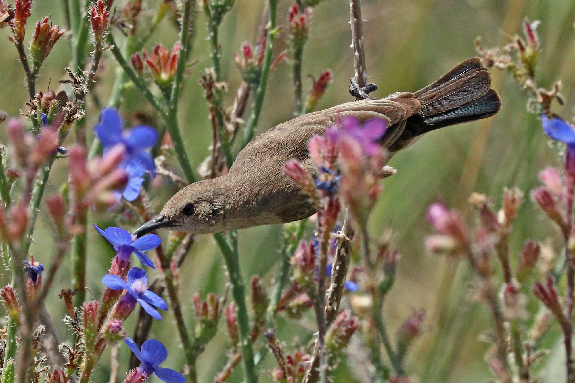 Brown bird eating nectar from a flower