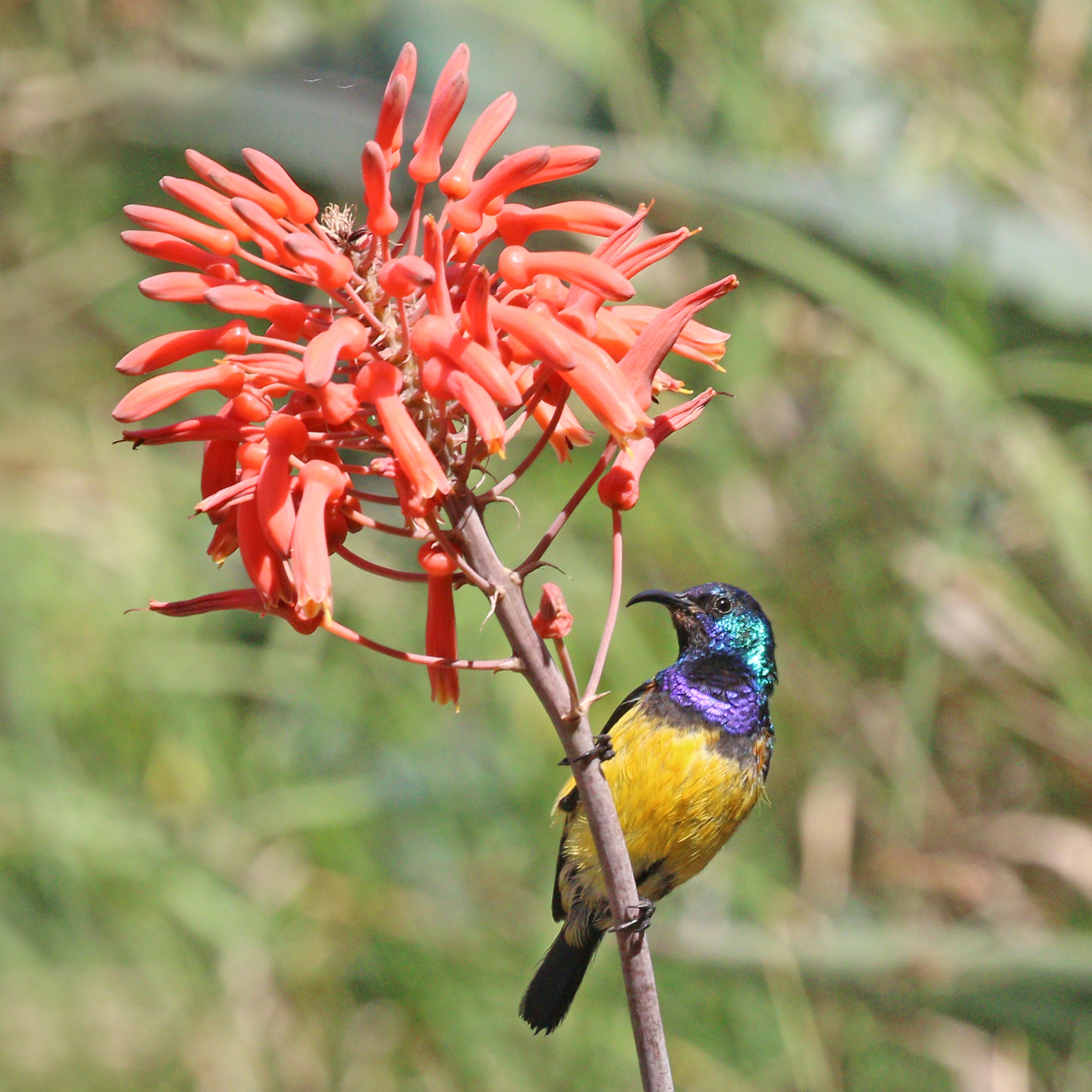 Colorful bird on the stalk of a flower