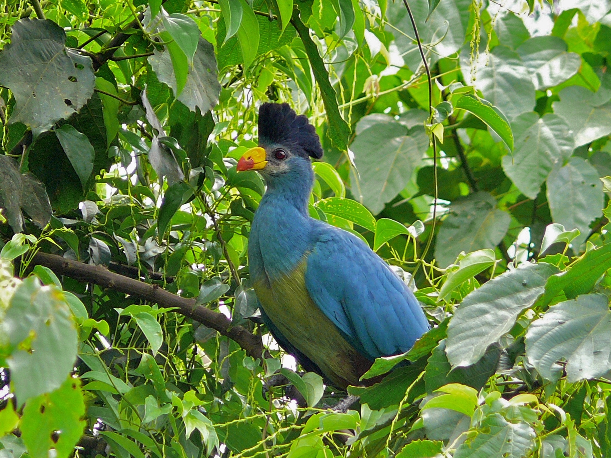 Blue bird in a tree