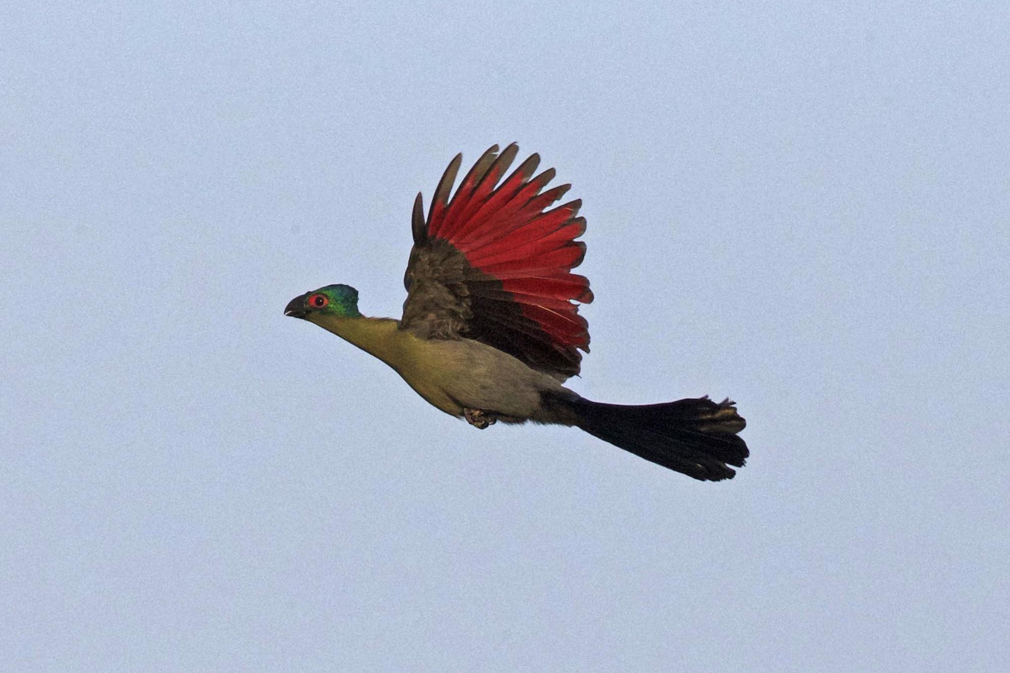 Colorful bird flying