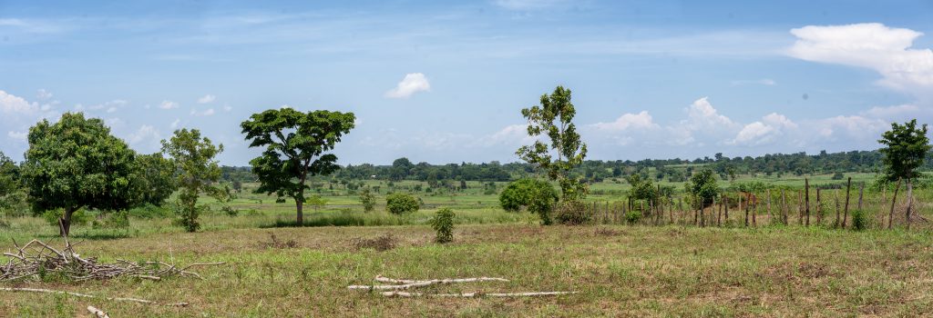 Ugandan Landscape