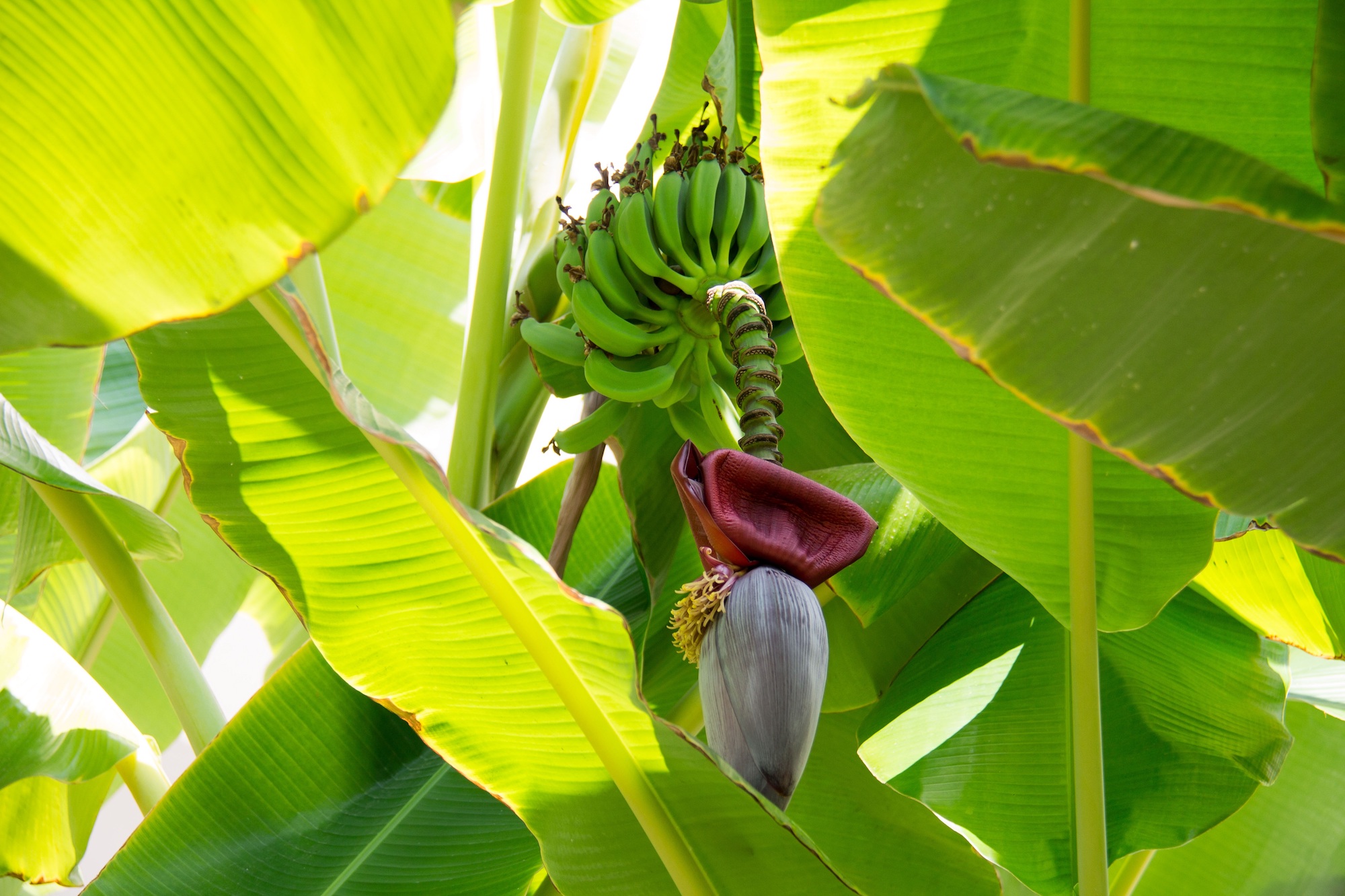 Banana tree blooming