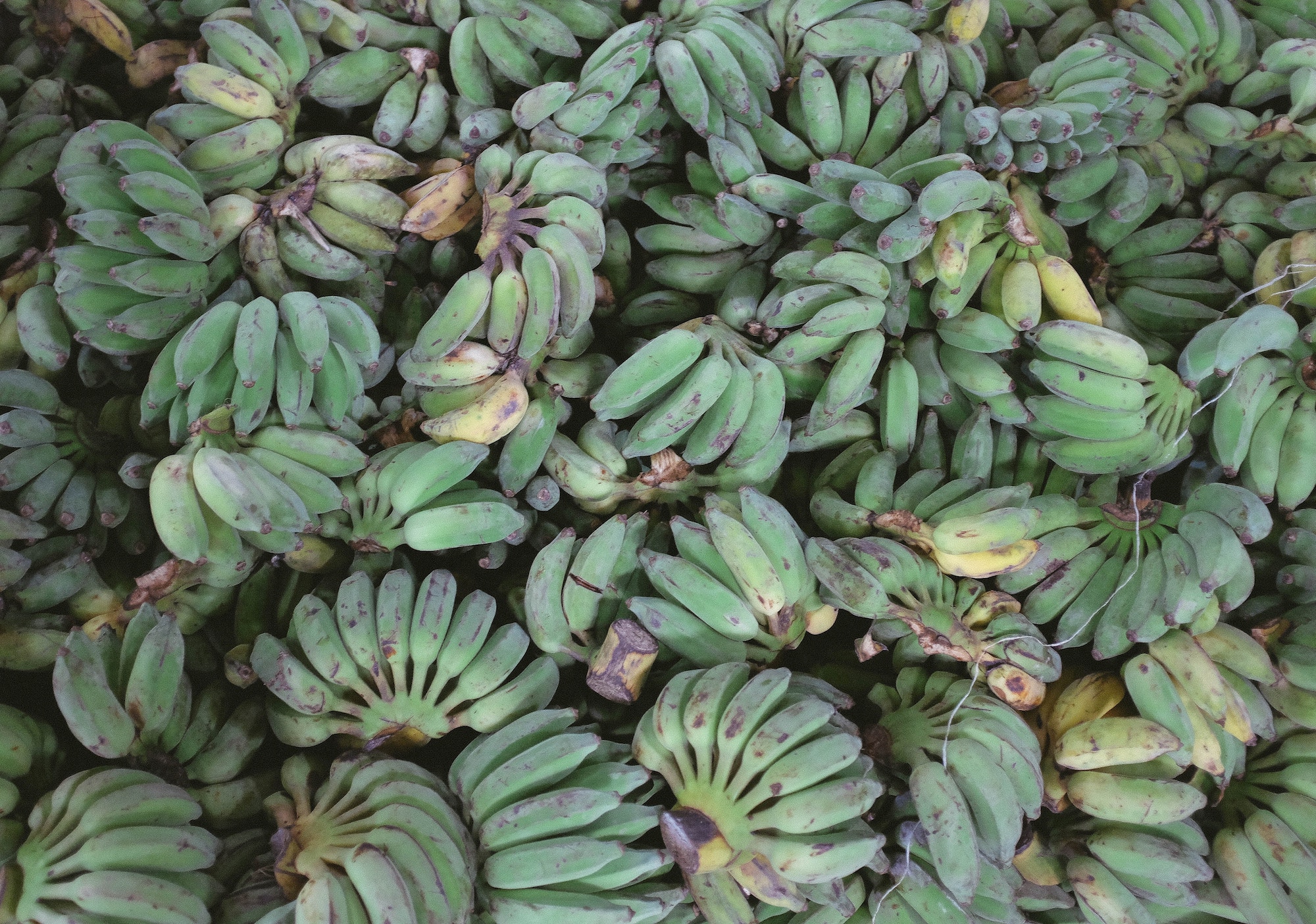 Hundreds of green bananas