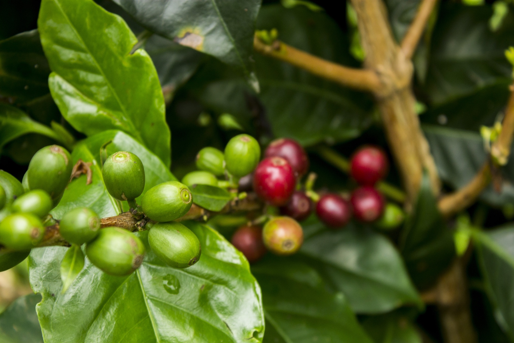 Red & green coffee beans on the tree