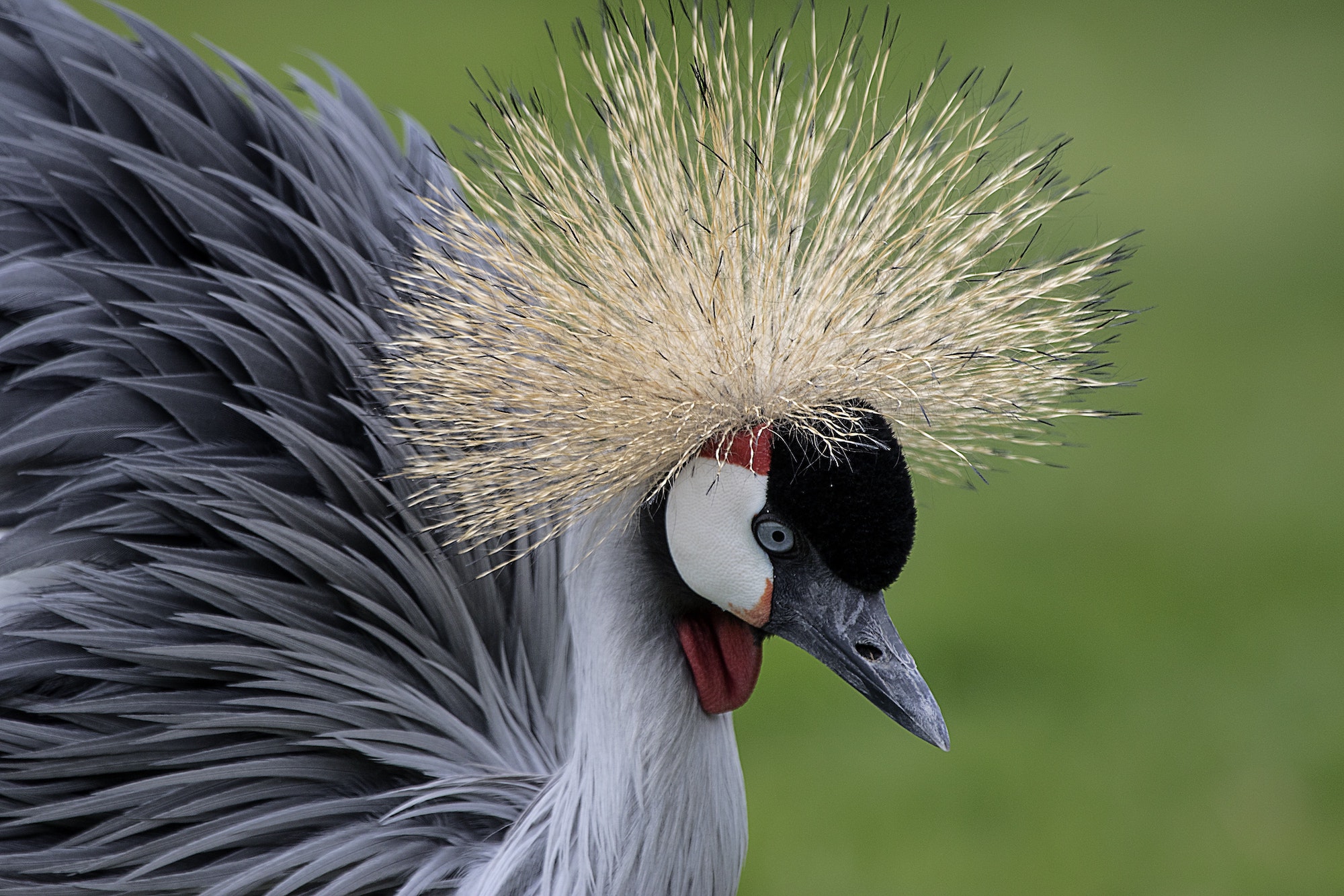 Close up of a crowned crane