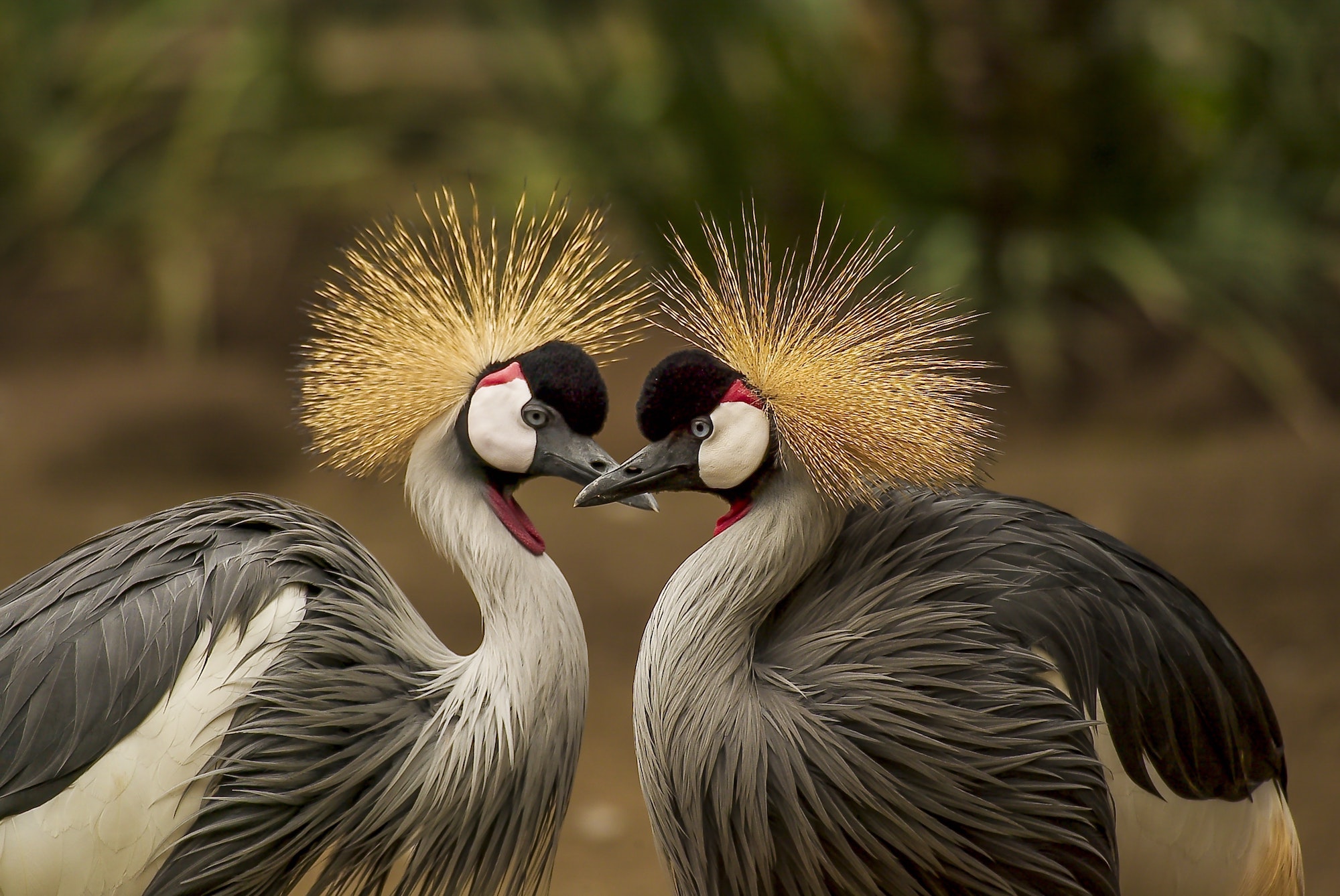 Two crowned cranes