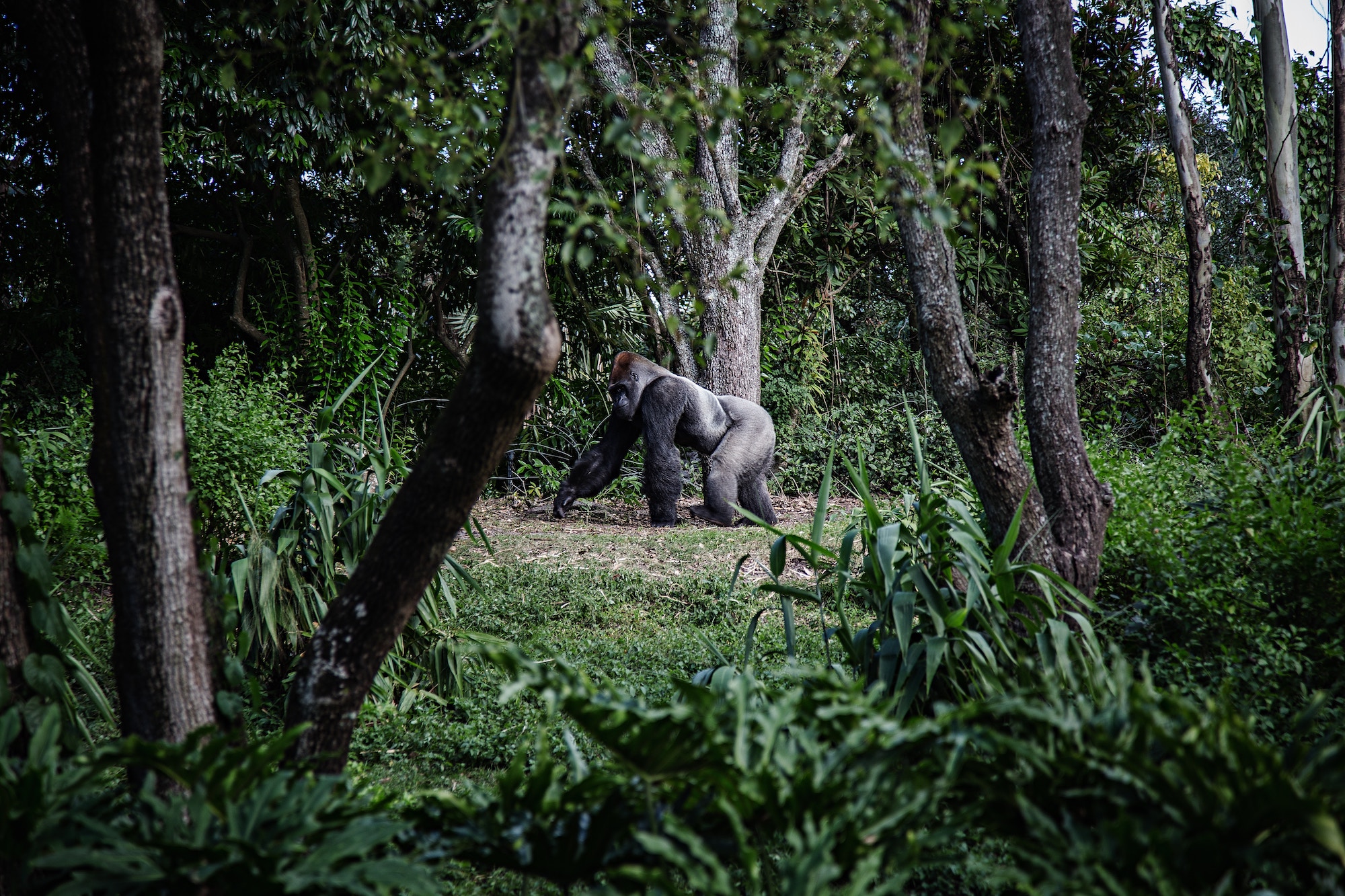 A male mountain gorilla walking through the forest
