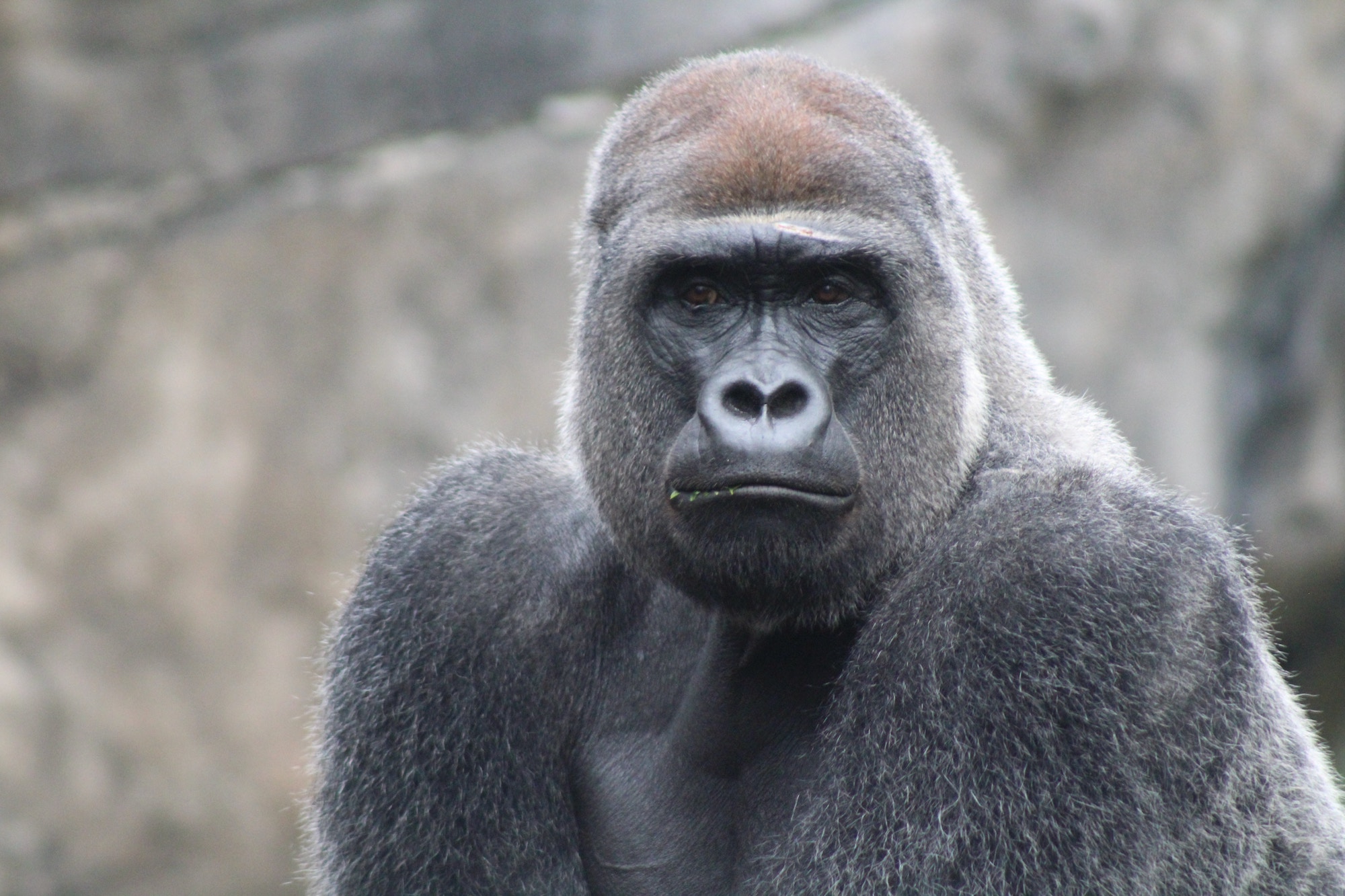 A male mountain gorilla close up