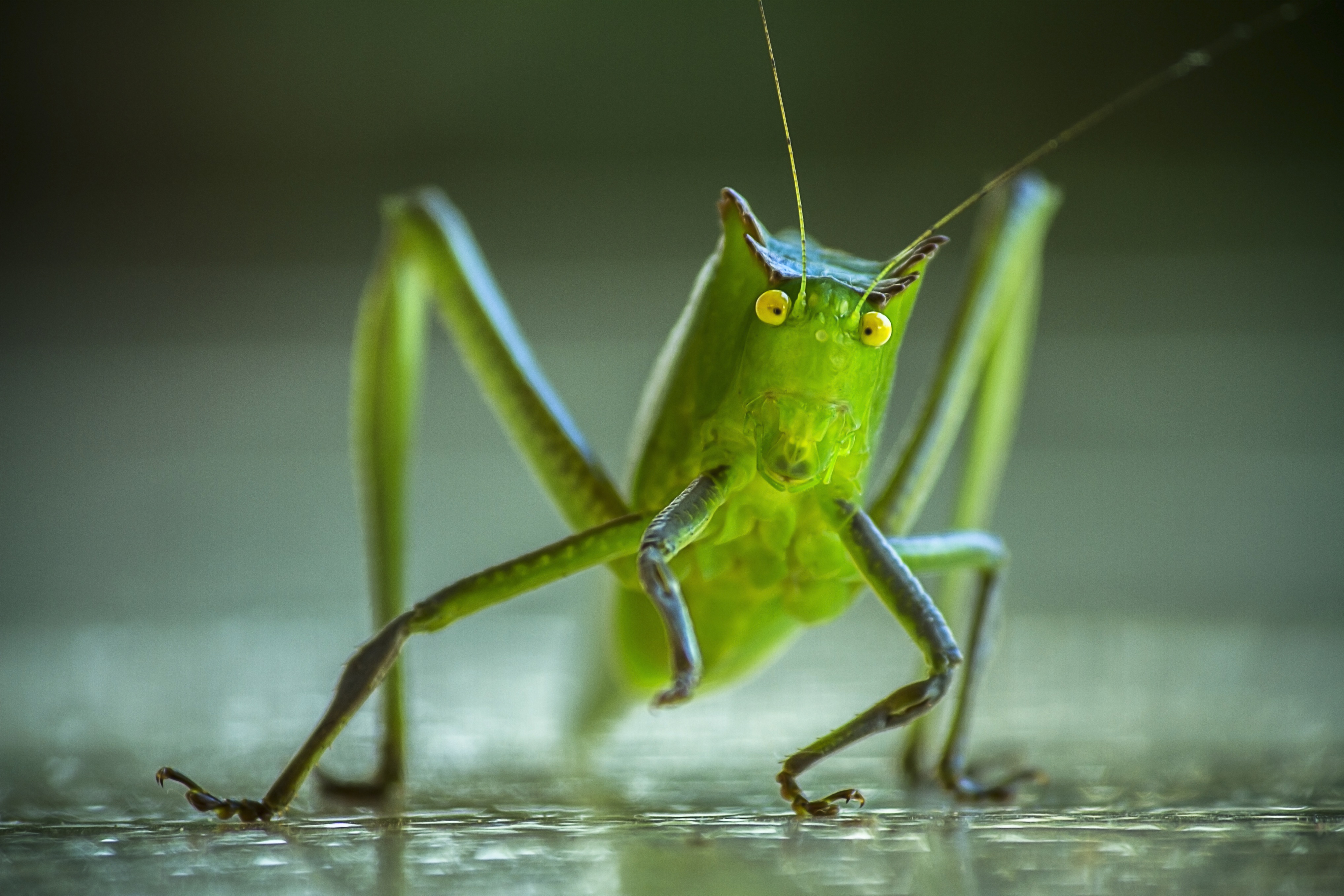 Close up of a katydid or nsenene