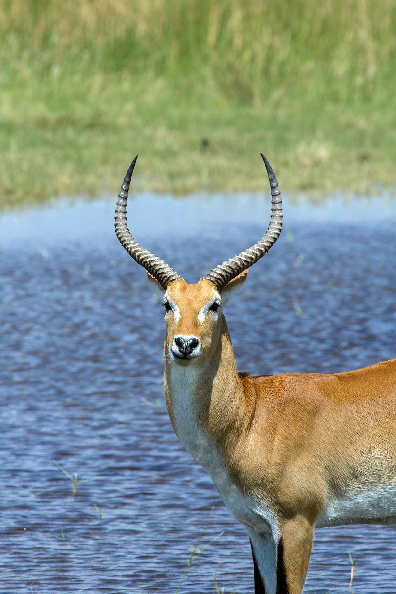 A male Uganda kob with antlers